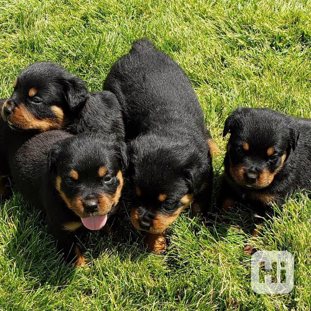 German rottweiler pups  - foto 1