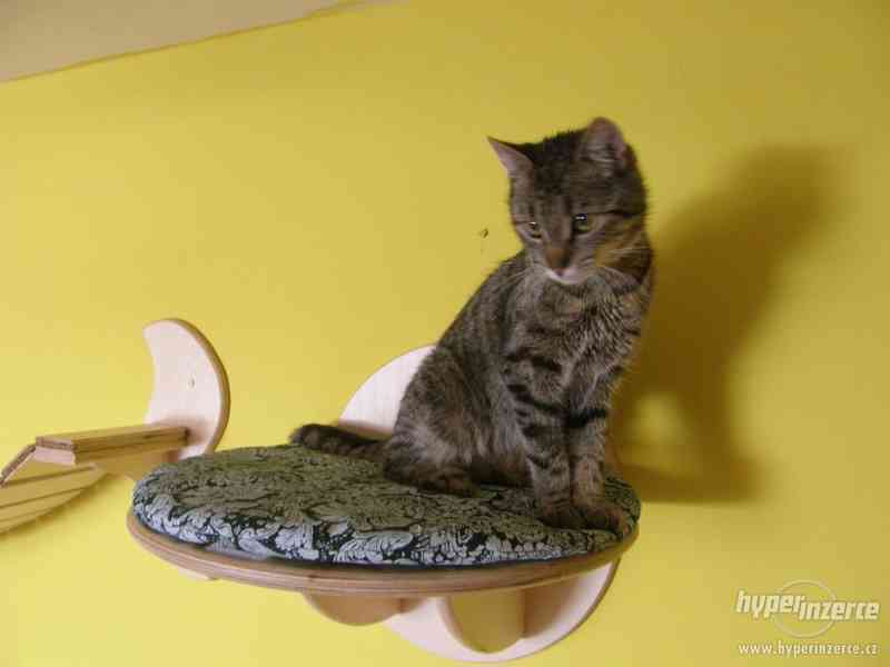 Kočičí nábytek pro přirozený pohyb koček v domácnosti - foto 6
