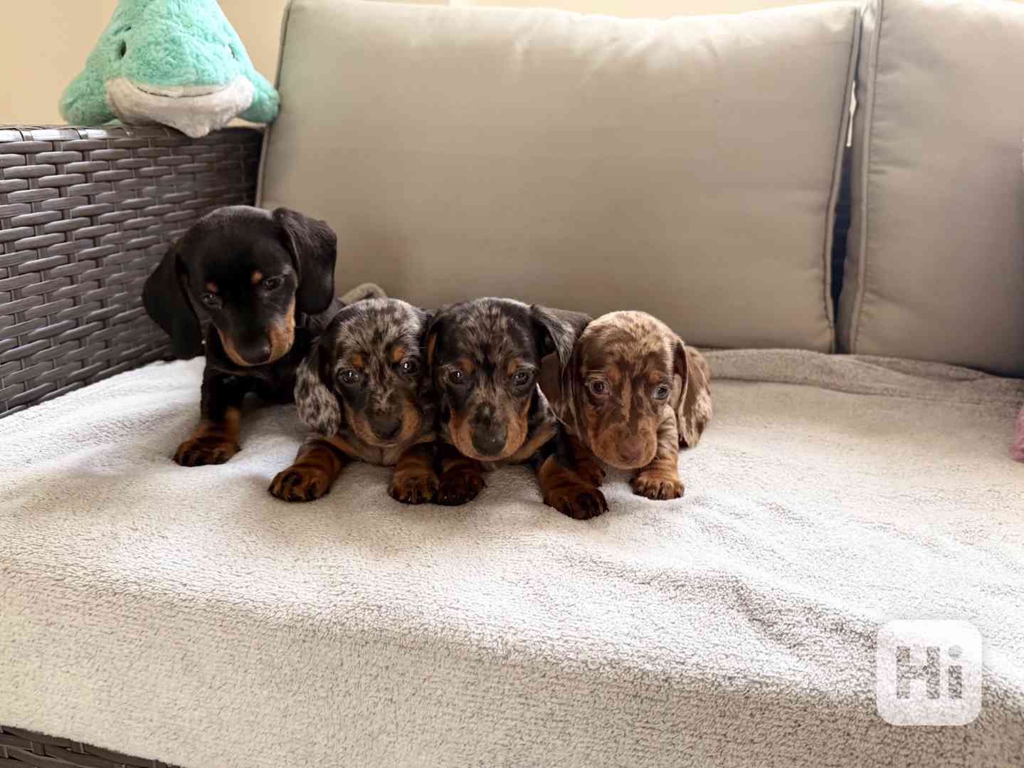 Merle Jezevčík hladkosrstý trpasličí bez PP - foto 1