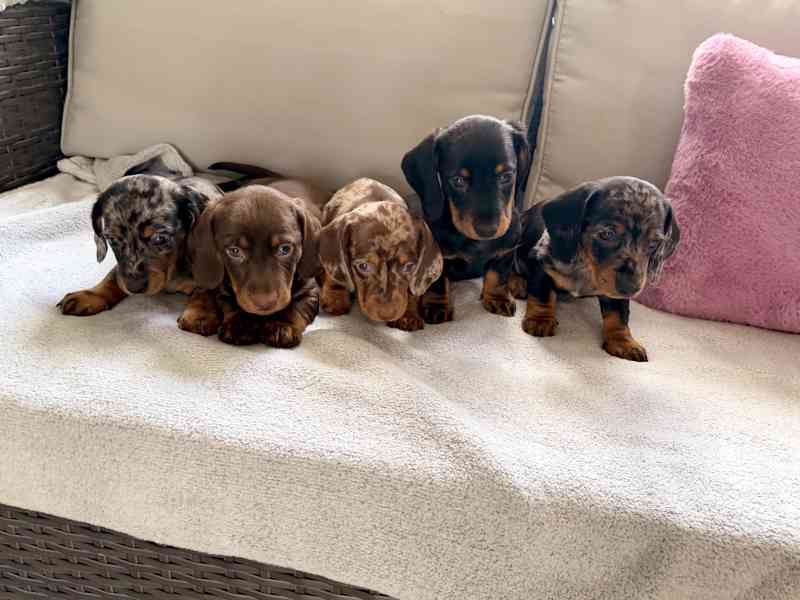 Merle Jezevčík hladkosrstý trpasličí bez PP - foto 6