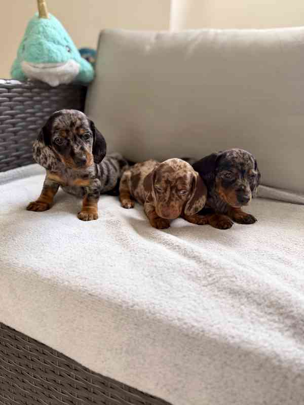 Merle Jezevčík hladkosrstý trpasličí bez PP - foto 5