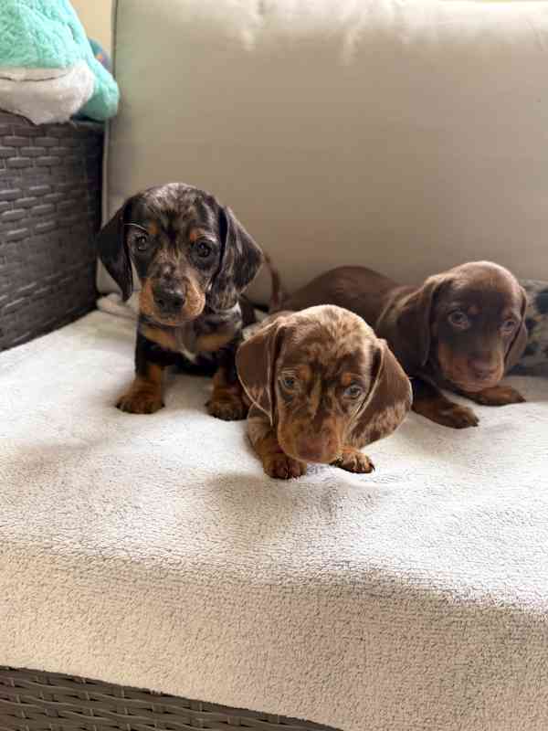 Merle Jezevčík hladkosrstý trpasličí bez PP - foto 8