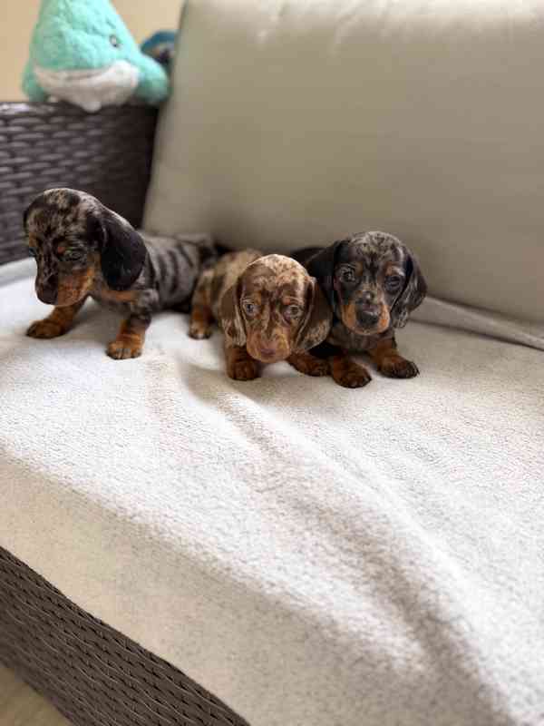 Merle Jezevčík hladkosrstý trpasličí bez PP - foto 4