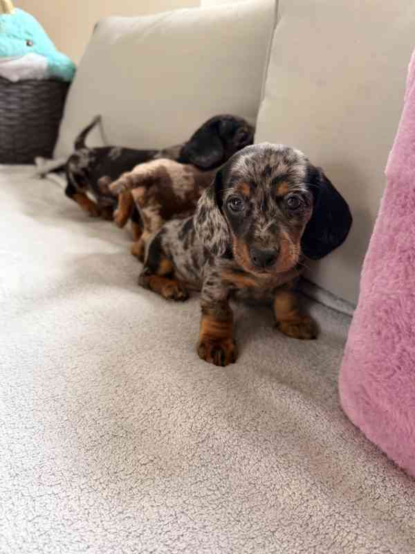 Merle Jezevčík hladkosrstý trpasličí bez PP - foto 2