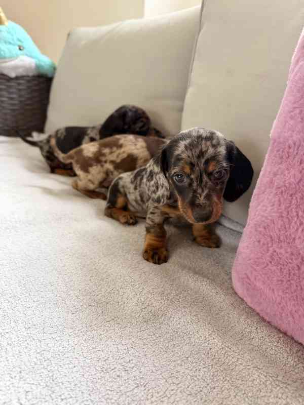 Merle Jezevčík hladkosrstý trpasličí bez PP - foto 9