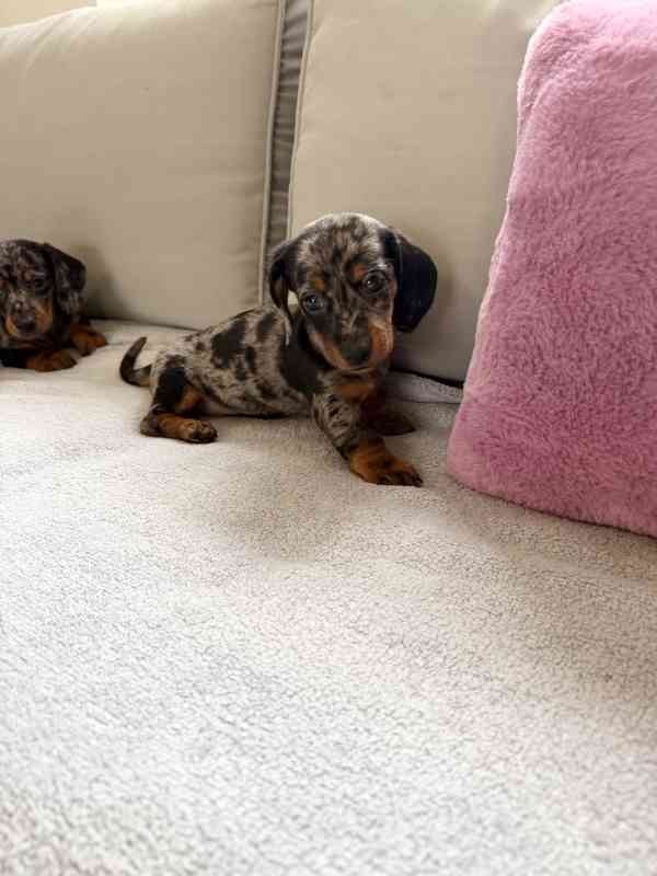 Merle Jezevčík hladkosrstý trpasličí bez PP - foto 3