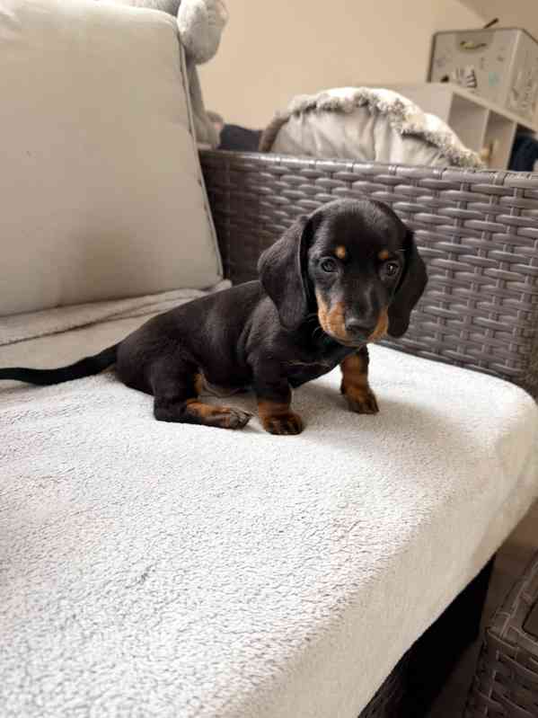 Merle Jezevčík hladkosrstý trpasličí bez PP - foto 10