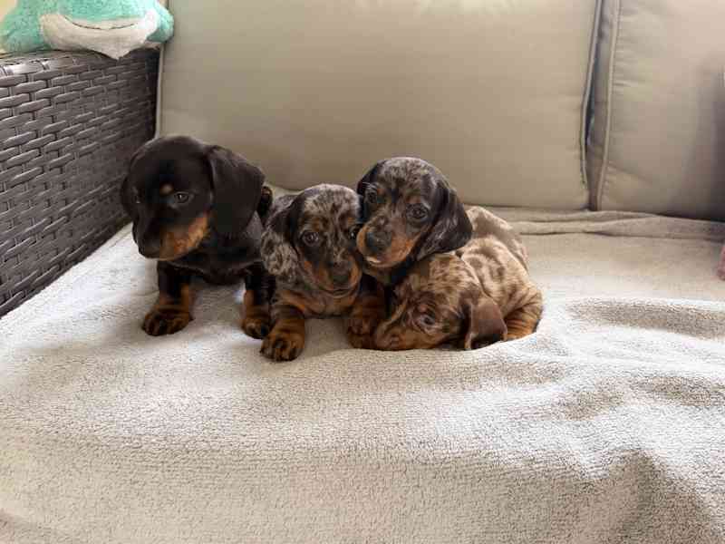 Merle Jezevčík hladkosrstý trpasličí bez PP - foto 7