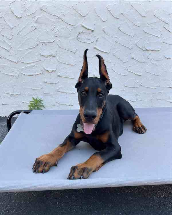Štěně dobermana k ochraně. - foto 2