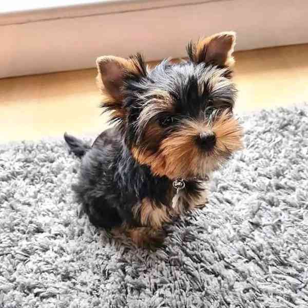 Prodám krásná štěňátka jorkšírského teriéra - foto 2