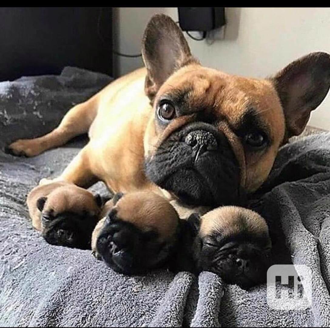 Štěně francouzského buldočka v kvalitě AKC k adopci zdarma!! - foto 1