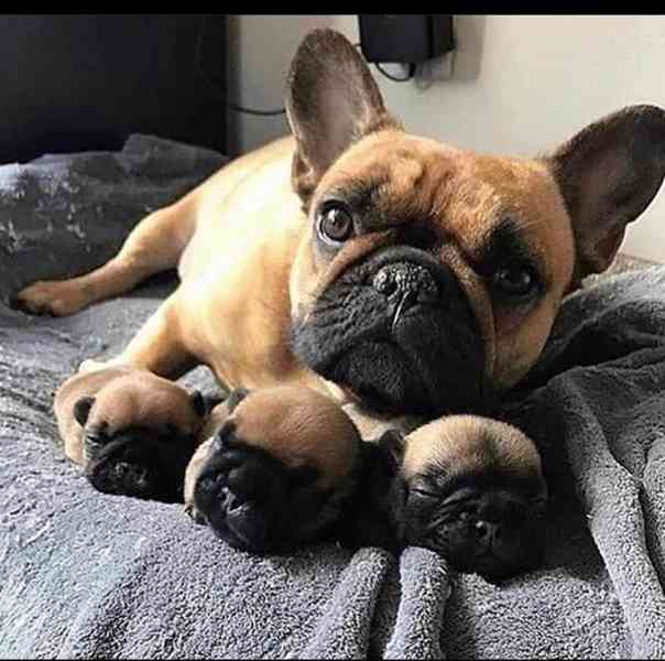Štěně francouzského buldočka v kvalitě AKC k adopci zdarma!! - foto 1