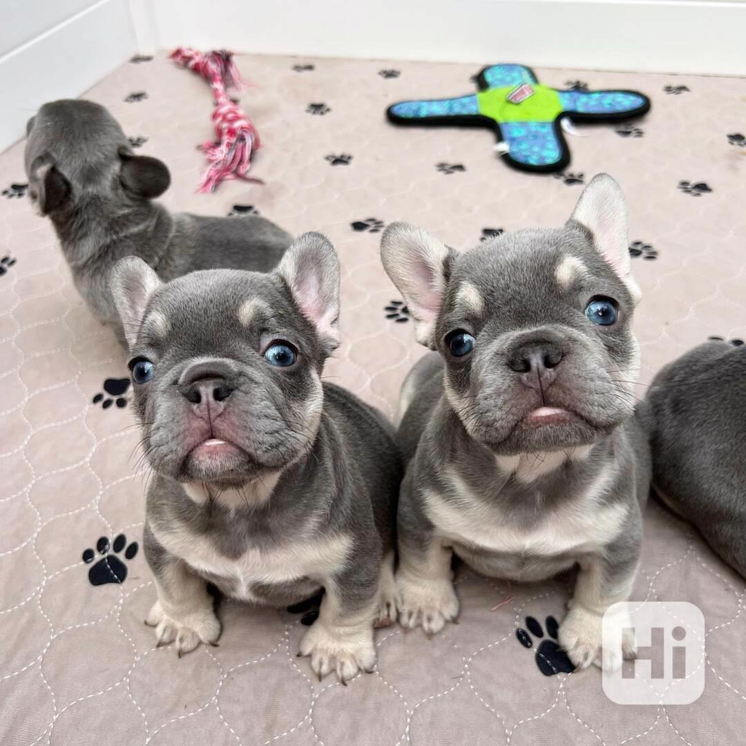 Štěňata Francouzský buldočka - foto 1