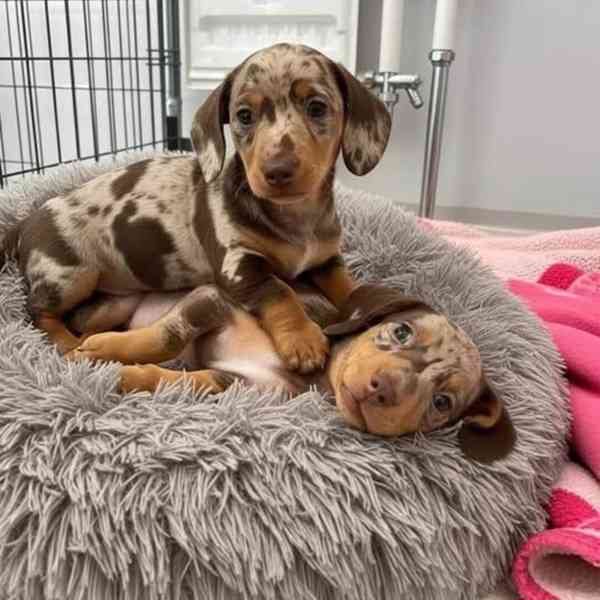 Jezevčík hladkosrstý trpasličí