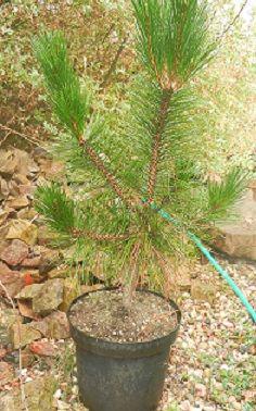Pinus massoniana - foto 1