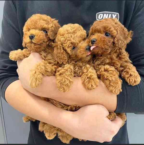 Zdravá štěňata pudla k prodeji - foto 1