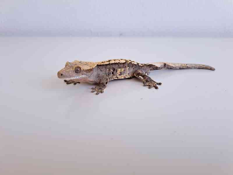 pagekon řasnatý - foto 2