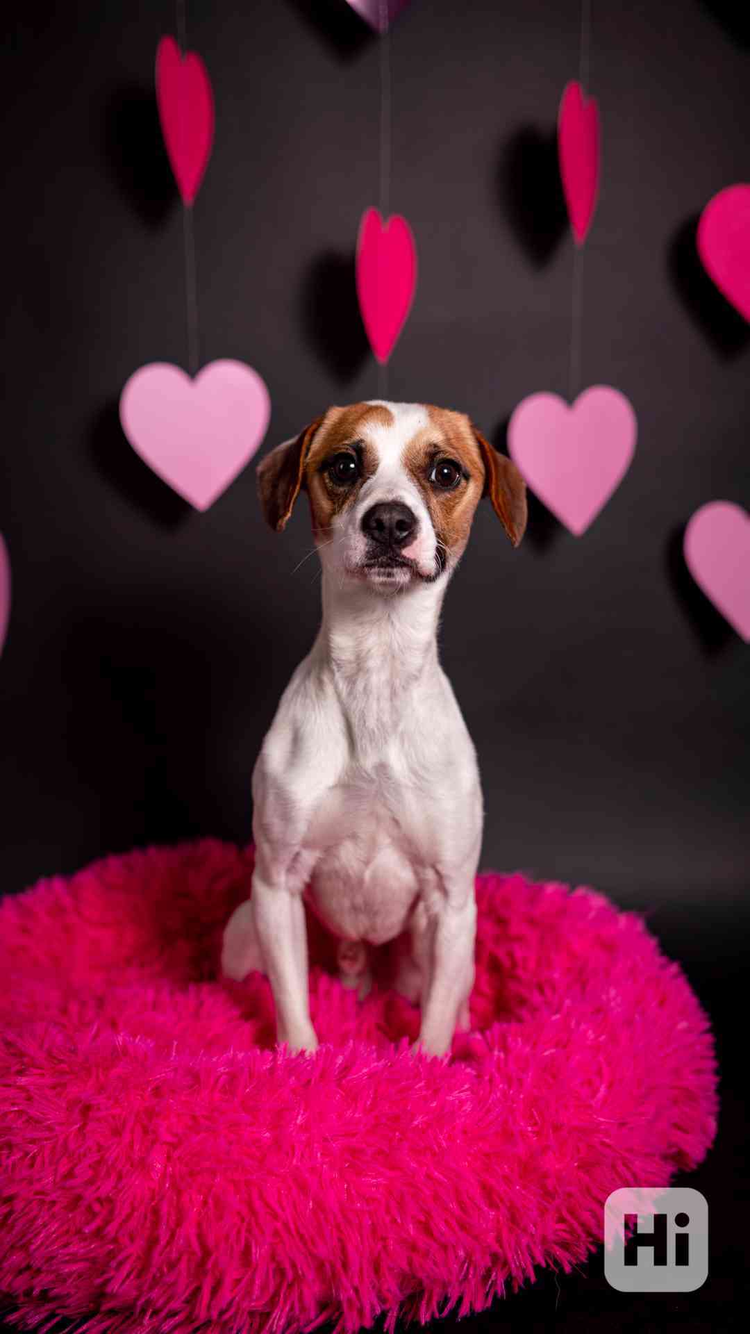 Odie - Hyperaktivní kluk, 3 roky  - foto 1