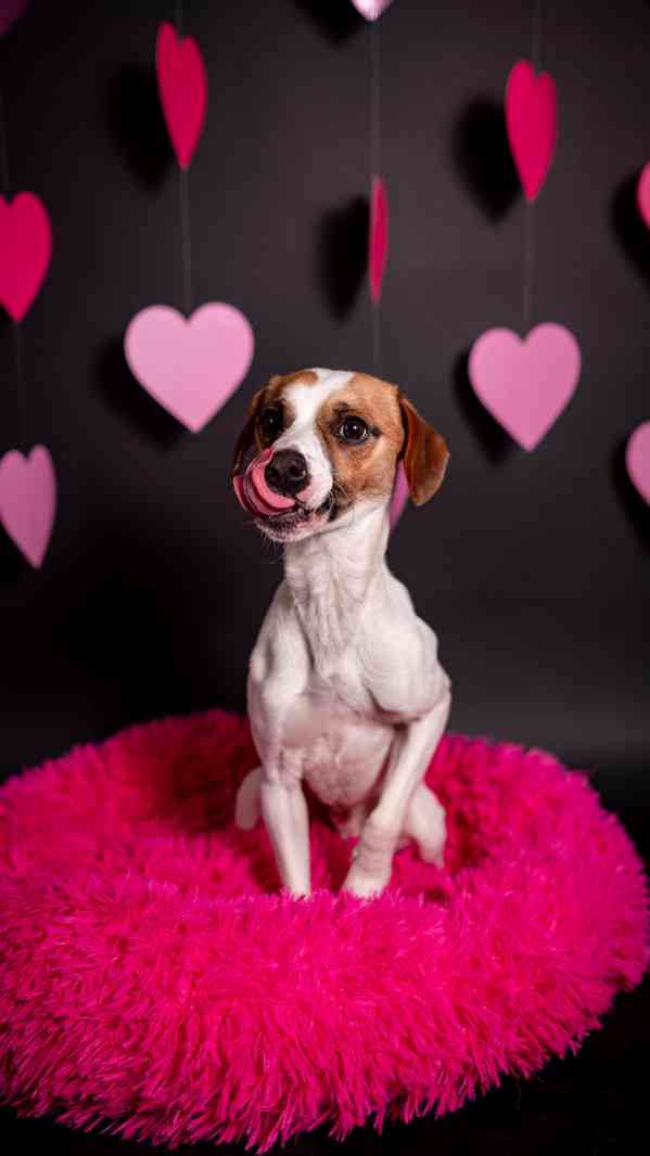 Odie - Hyperaktivní kluk, 3 roky  - foto 2