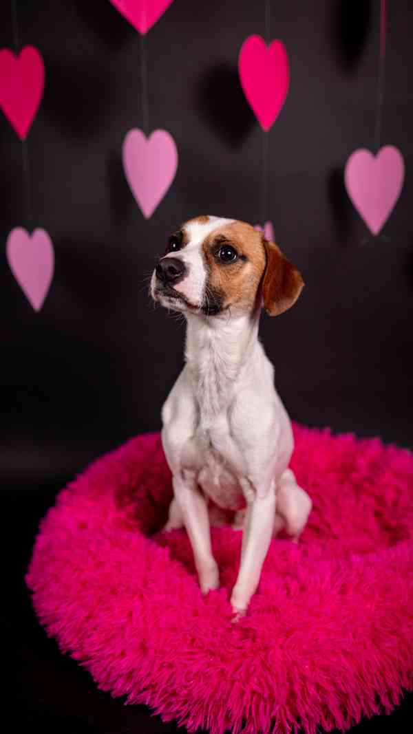 Odie - Hyperaktivní kluk, 3 roky  - foto 10