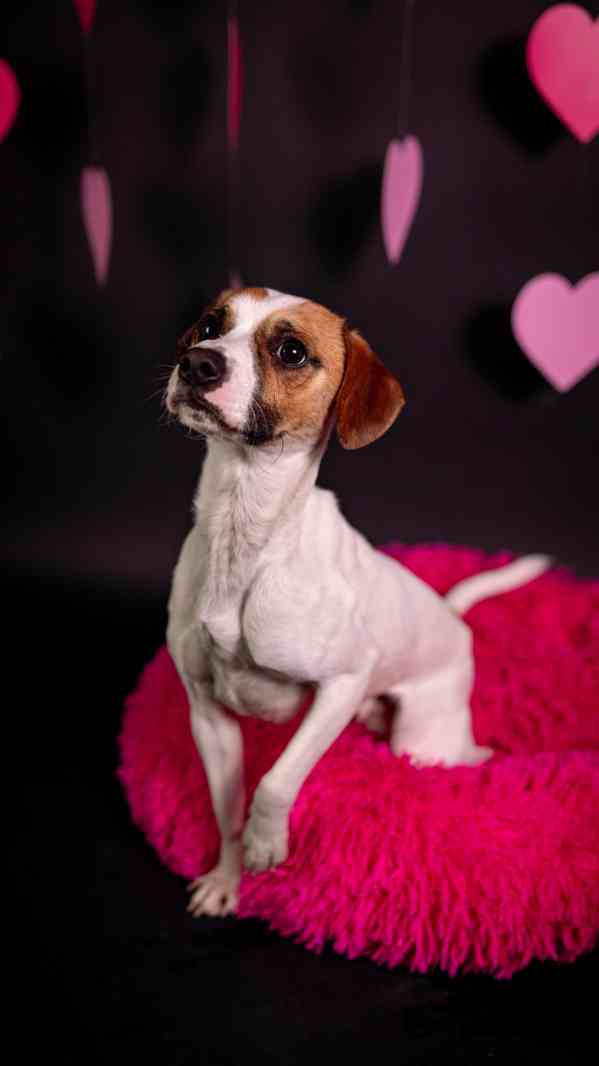 Odie - Hyperaktivní kluk, 3 roky  - foto 7