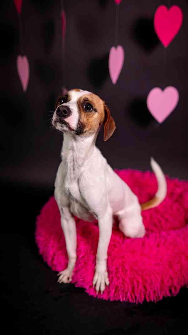 Odie - Hyperaktivní kluk, 3 roky  - foto 8