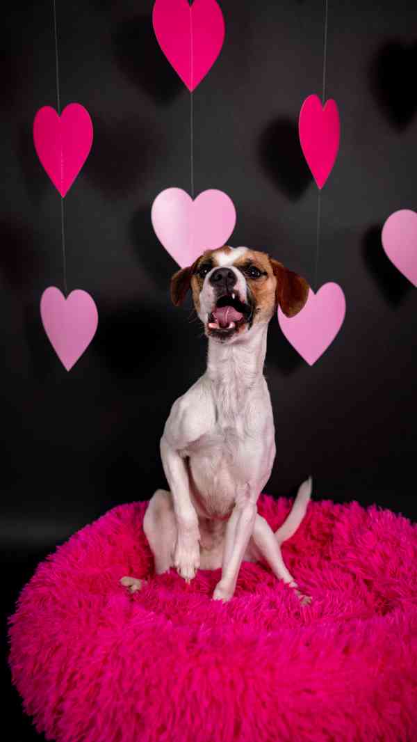 Odie - Hyperaktivní kluk, 3 roky  - foto 9