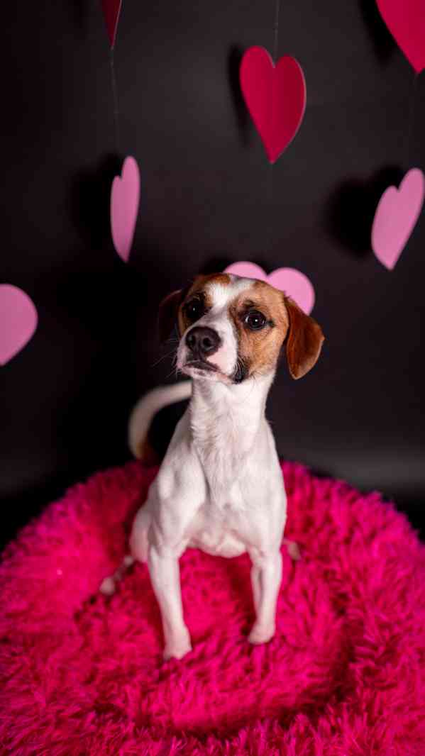 Odie - Hyperaktivní kluk, 3 roky  - foto 5