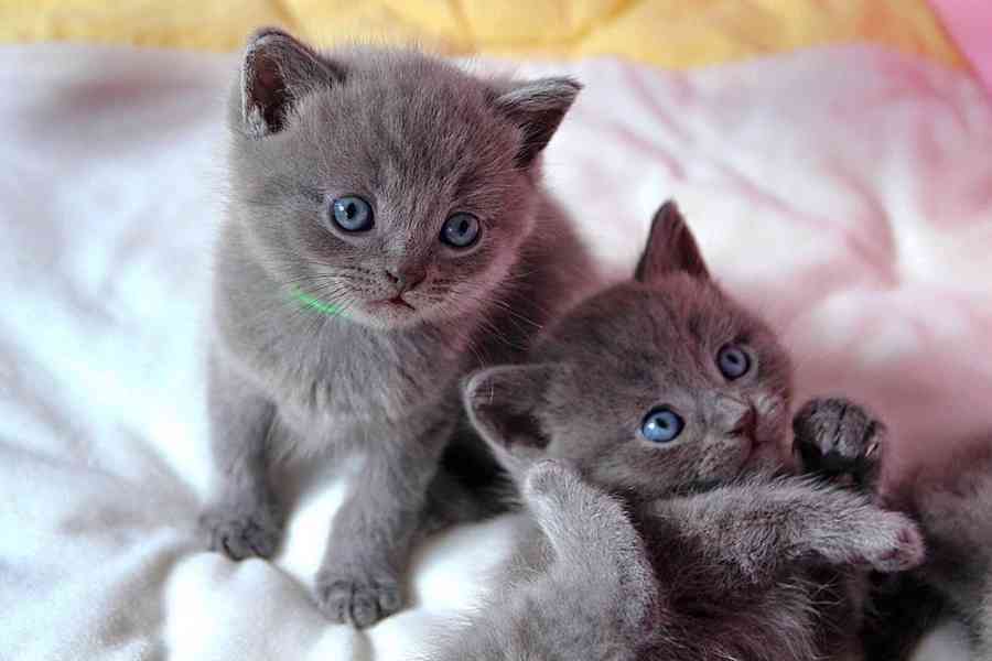 Dárek Britské krátkosrsté kote k adopci zdarma 