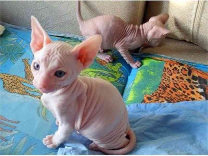 sphynx  koťata k adopci s pp