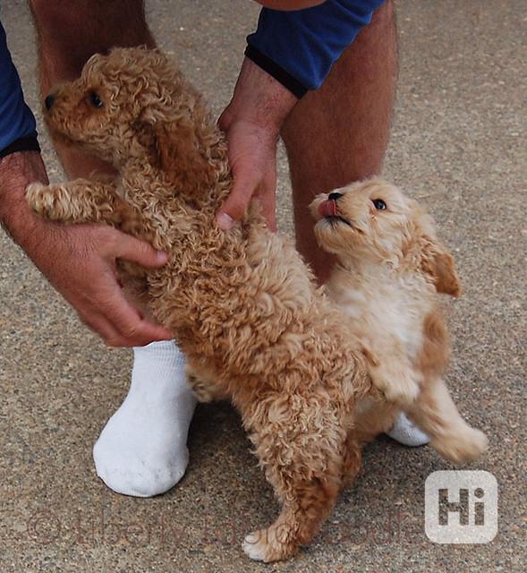 Roztomilá štěňata labradoodla připravena Máme vrh 5 štěňat l - foto 1