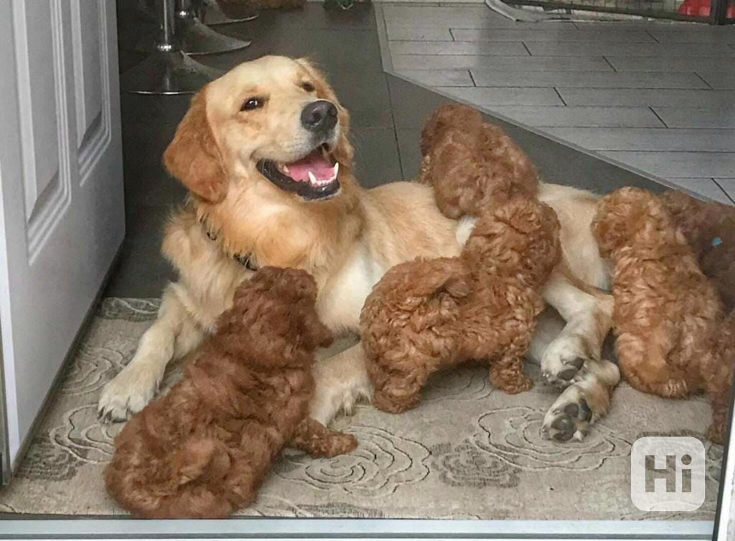 Štěňata pudla (TOY) s pp - foto 1