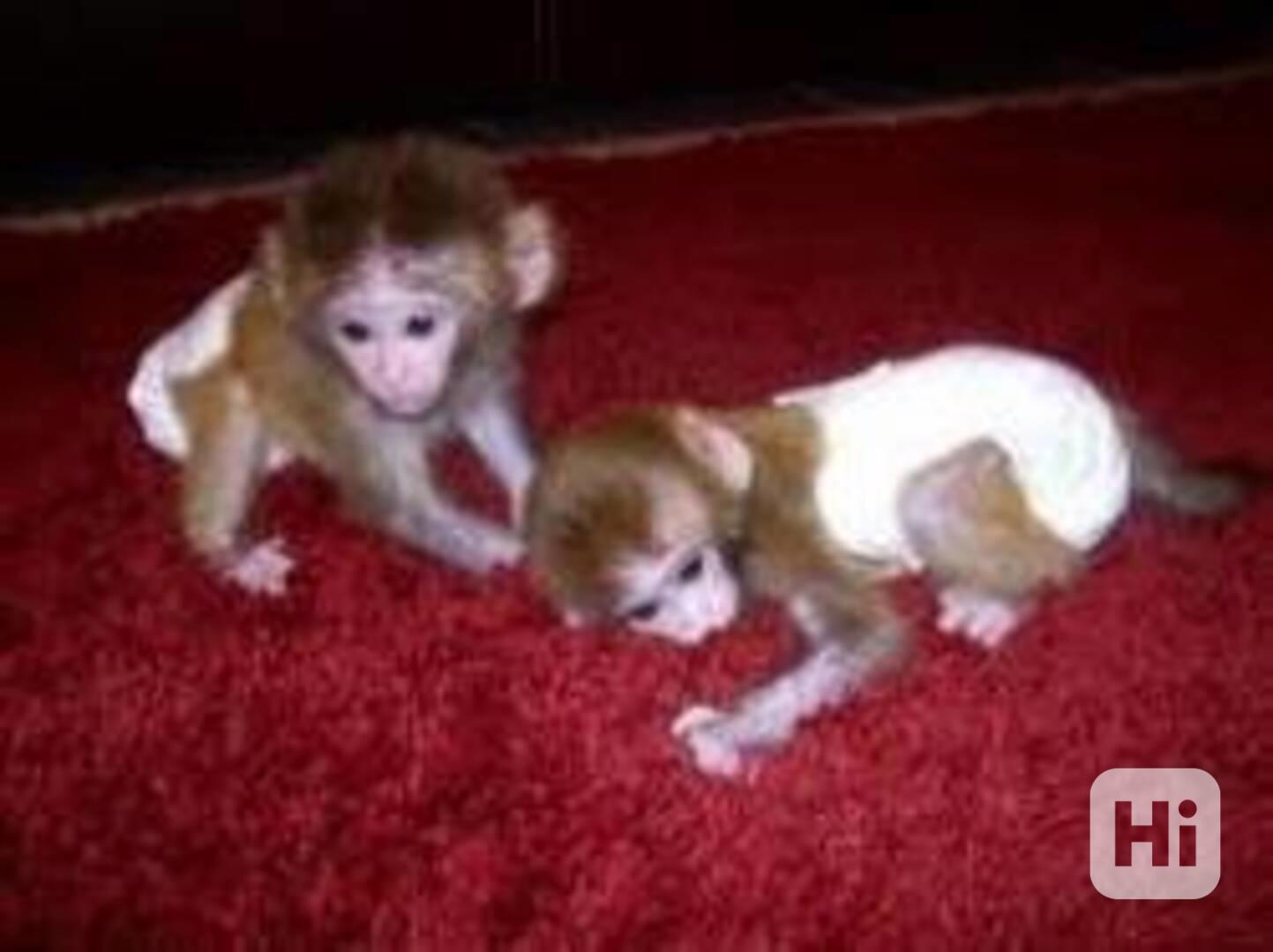 K dispozici kapucínské opice - foto 1