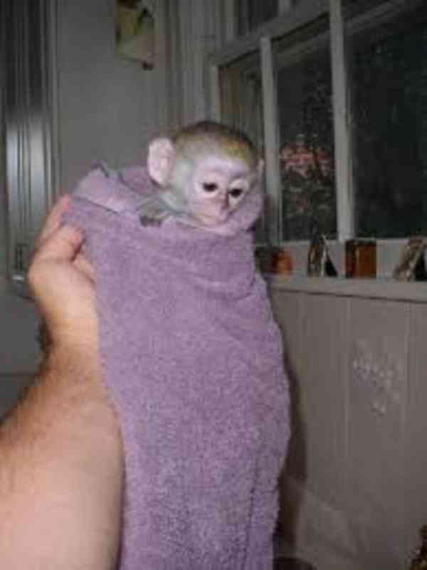 K dispozici kapucínské opice - foto 3