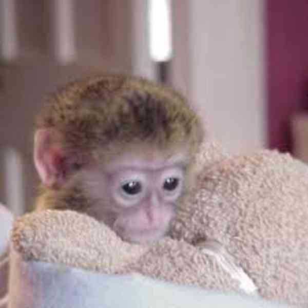 K dispozici kapucínské opice - foto 2