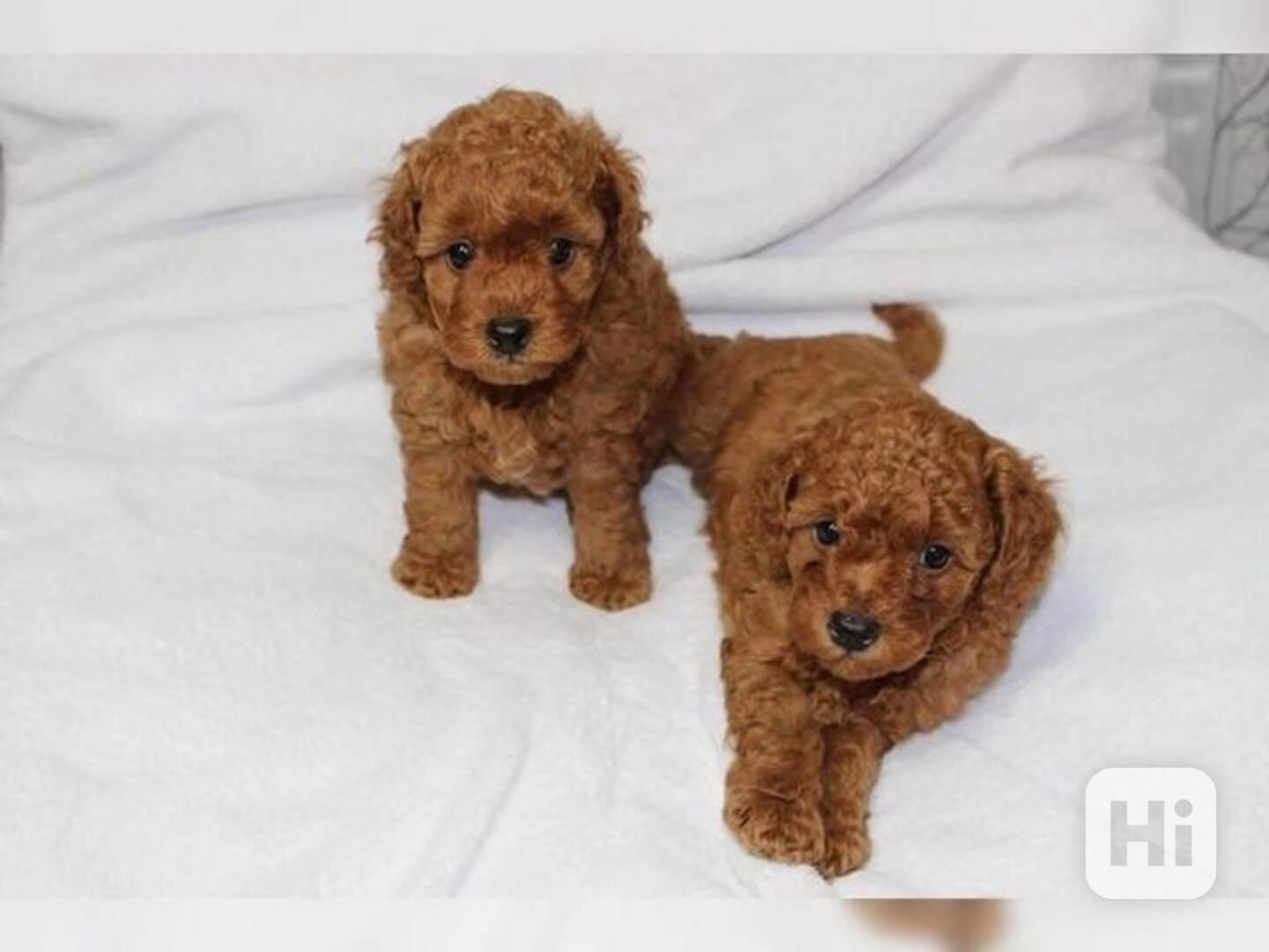 Štěňata pudla - foto 1