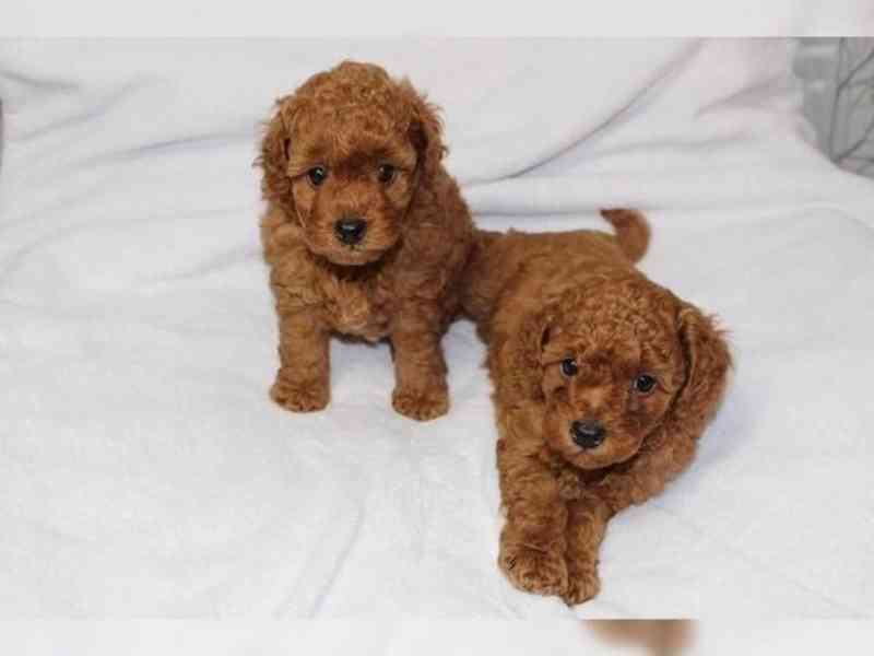 Štěňata pudla - foto 1