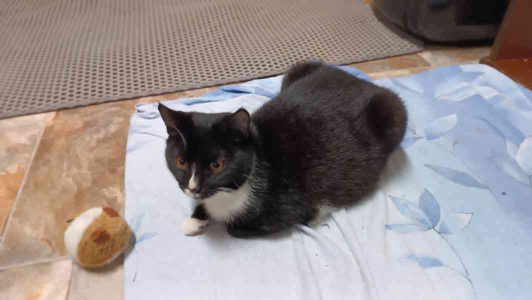 Charley je asi 7měsíční černo bílý kocourek. - foto 2