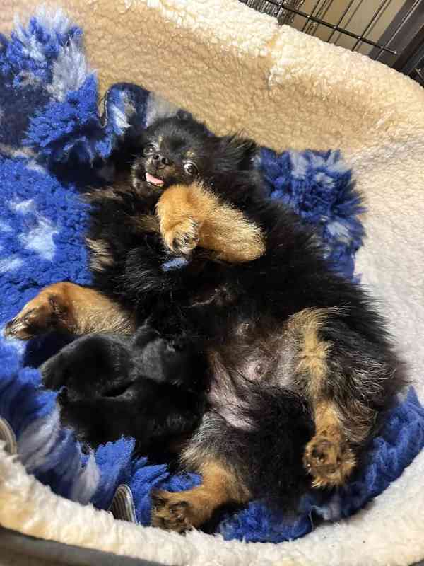 Prodám štěňata pomeraniana.... - foto 2