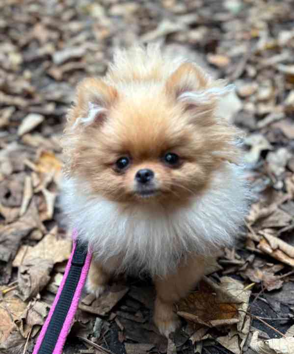 Prodám štěňata pomeraniana.... - foto 4