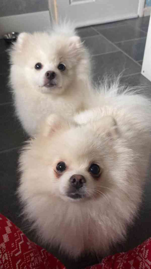 Prodám štěňata pomeraniana.... - foto 3