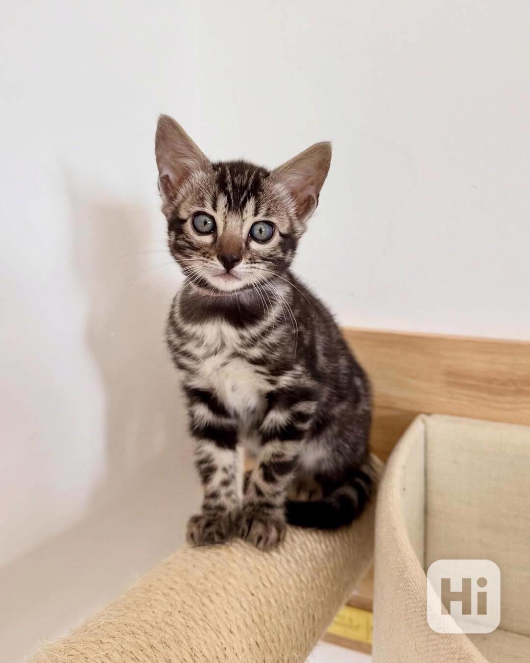 Nádherné bengálské kotě hledá milující domov 🐱✨ - foto 1