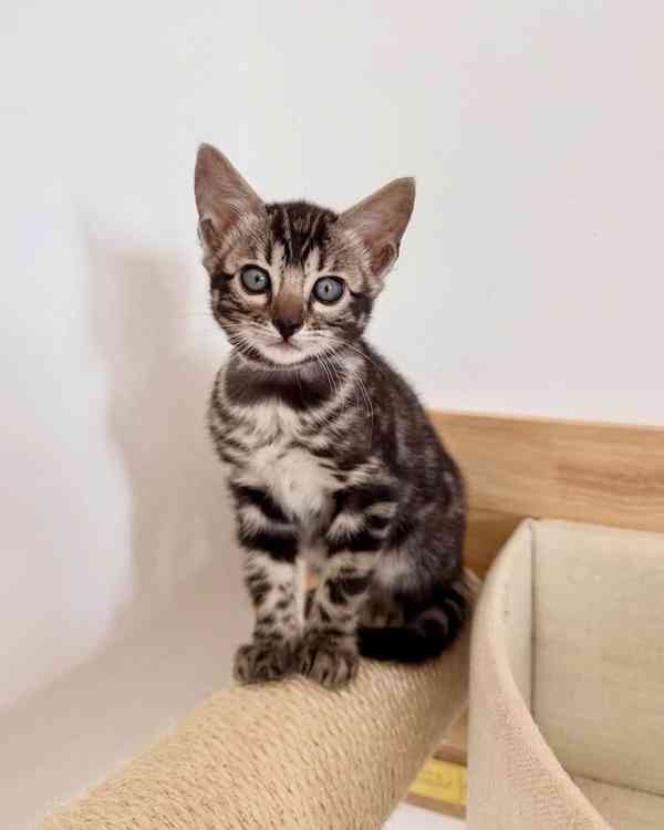 Nádherné bengálské kotě hledá milující domov 🐱✨