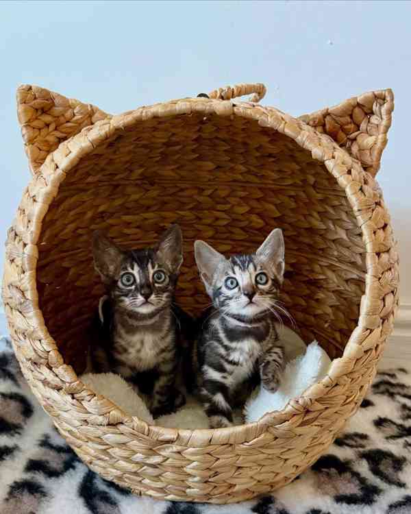 Nádherné bengálské kotě hledá milující domov 🐱✨ - foto 2