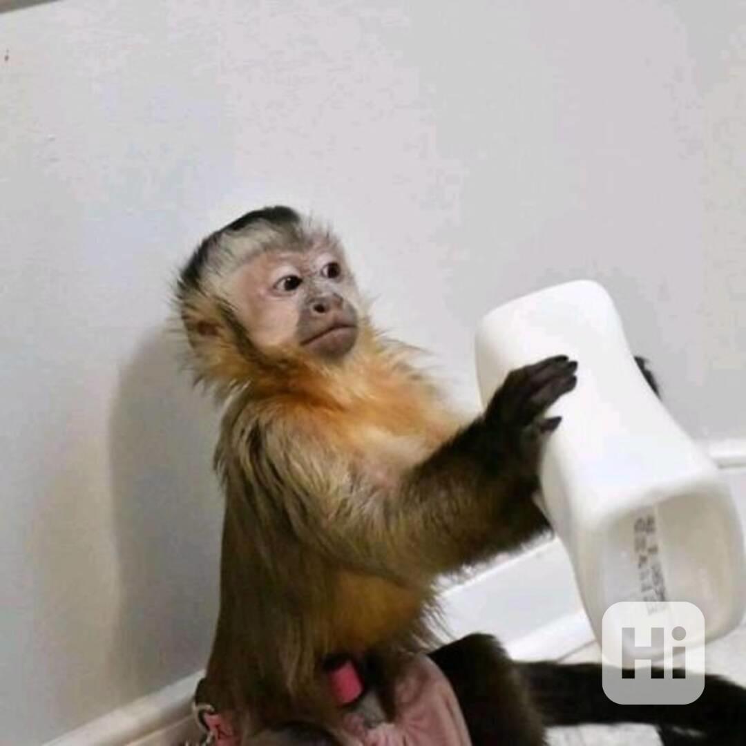 Domácí opičky kapucínské - foto 1