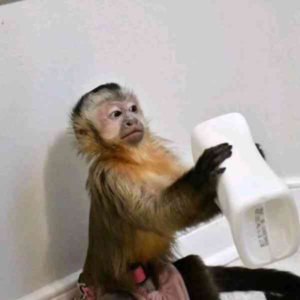 Domácí opičky kapucínské - foto 1