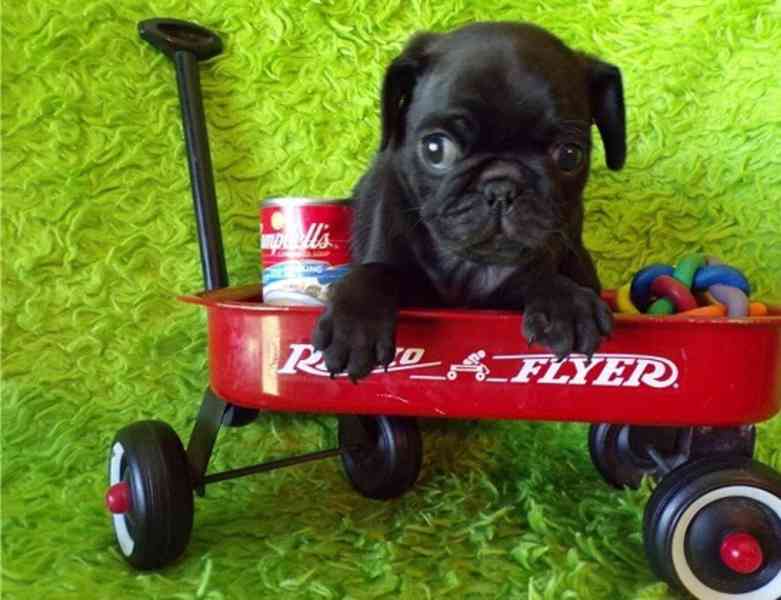 Štěňata vytírají a jsou připravena na nový domov.