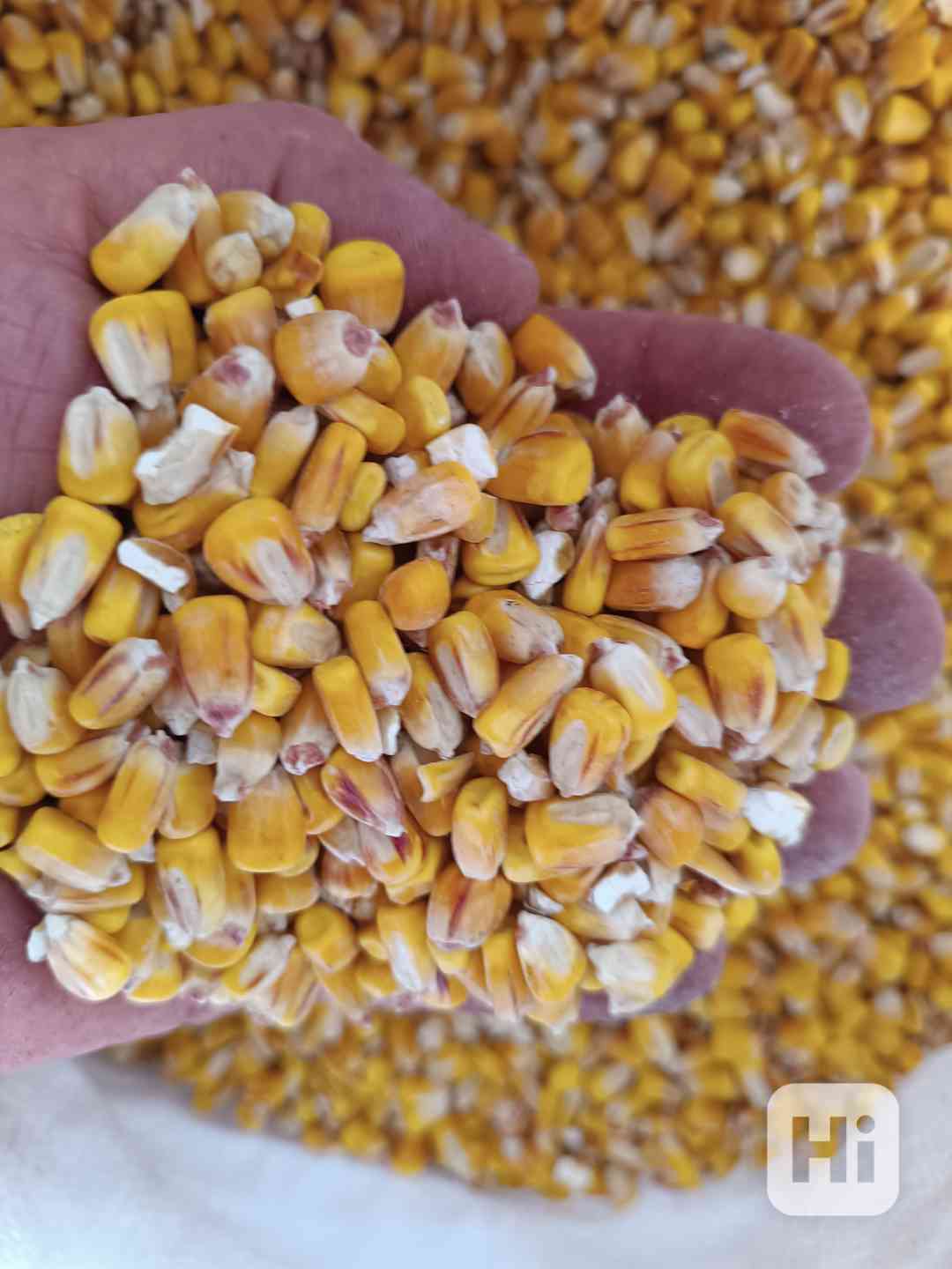 Kukuřice , Pšenice  - foto 1