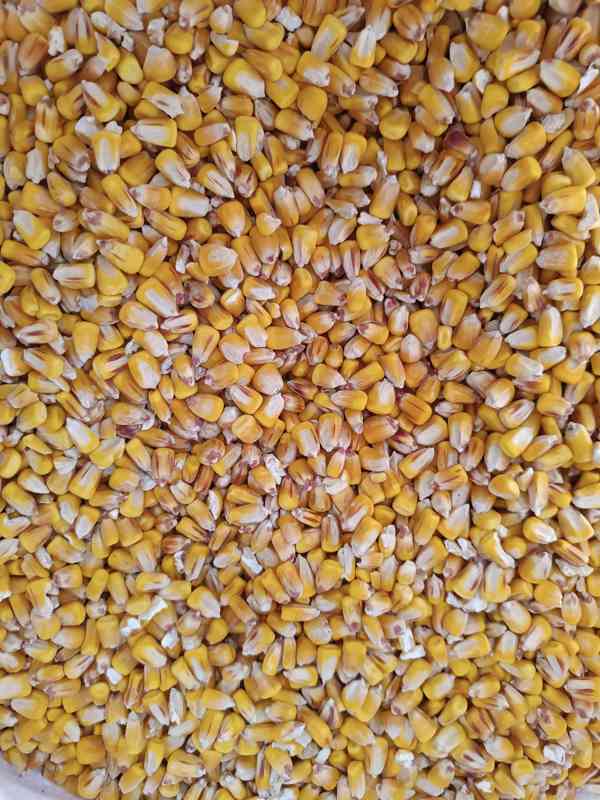 Kukuřice , Pšenice  - foto 2