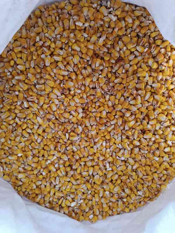 Kukuřice , Pšenice  - foto 3